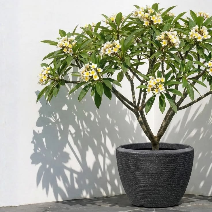 Frangipani Planter