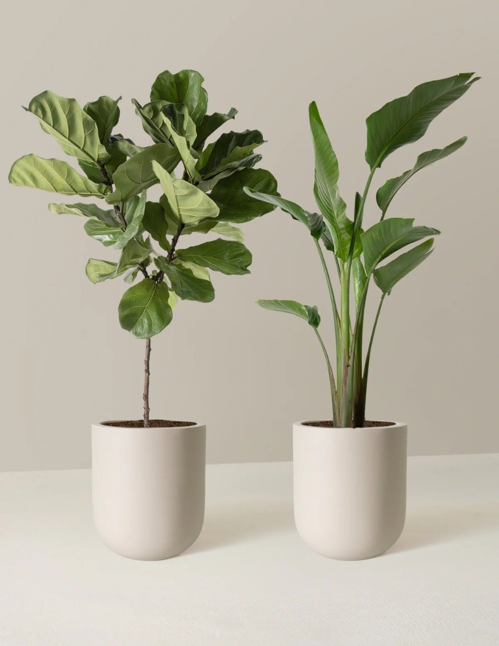 Statement Indoor Pair