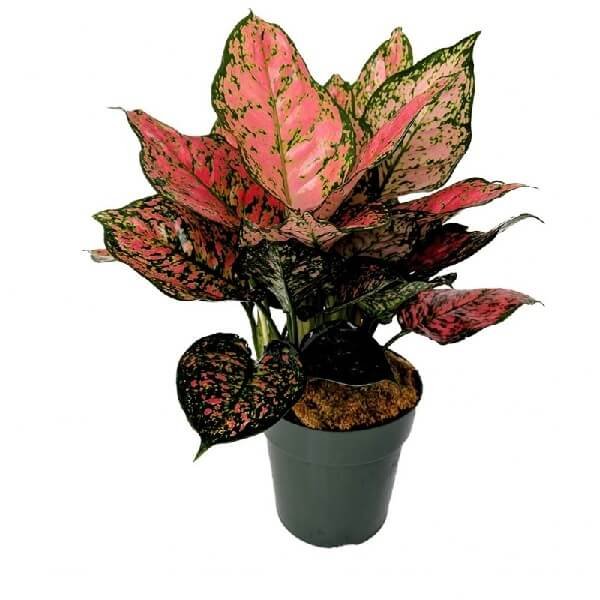 Aglaonema