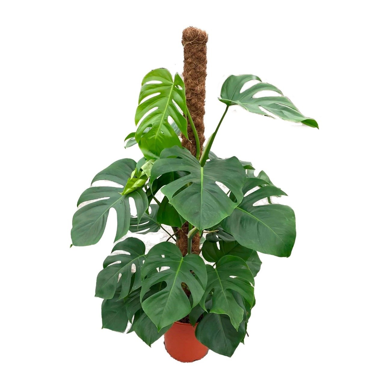 Monstera